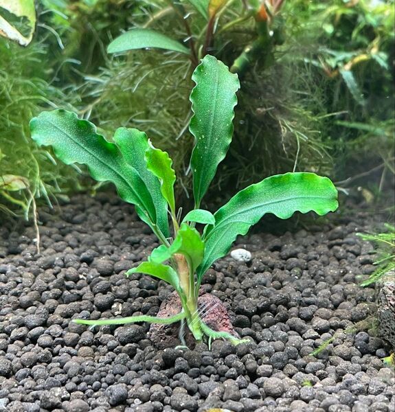 ブセファランドラ spグリーンベルベット溶岩石付き1個