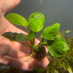 水草 アヌビアス コインリーフ溶岩石付き1個
