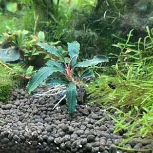 水草ブセファランドラ spクダガン溶岩石付き1個