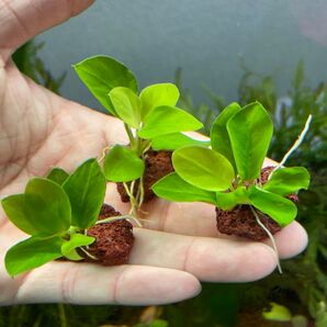 水草アヌビアス ナナゴールデンミニ溶岩石付き1個