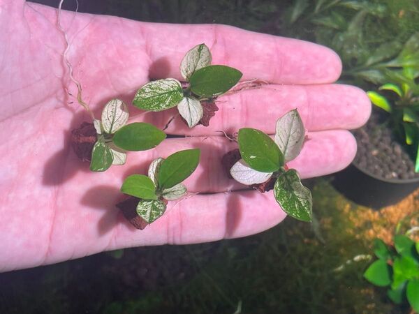 水草アヌビアス バリエガータ溶岩石付き1個