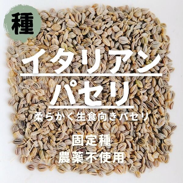 【種】イタリアンパセリ 農薬不使用 70粒