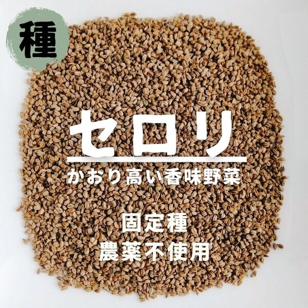 【種】セロリ セルリー 農薬不使用 200粒
