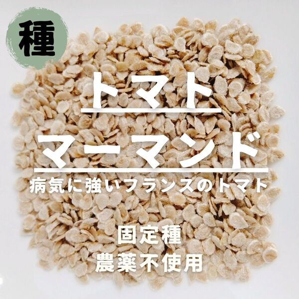 【種】中玉トマト マーマンド 農薬不使用 15粒