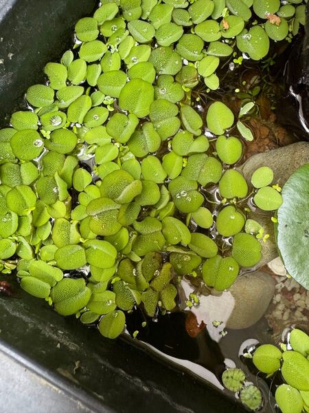 メダカ ビオトープ用 水草 浮き草 ドワーフアマゾンフロッグピット 30株+α