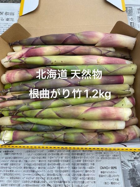 北海道産 天然物 根曲がり竹 1.2kg