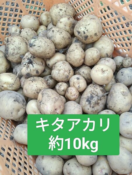 新じゃがいもキタアカリ 福岡県産 産地直送 約10kg
