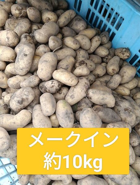 新じゃがいも メークイン 約10kg 福岡県産