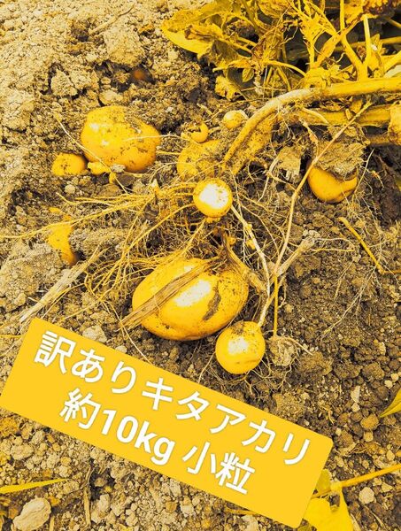 キタアカリ じゃがいも 訳あり小粒 箱込み10kg