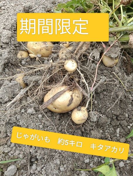 キタアカリ じゃがいも 約5キロ 農家直送