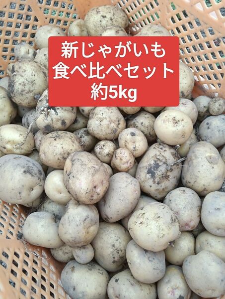 きたあかり メイクイン 食べ比べセット 新じゃがいも 計5kg