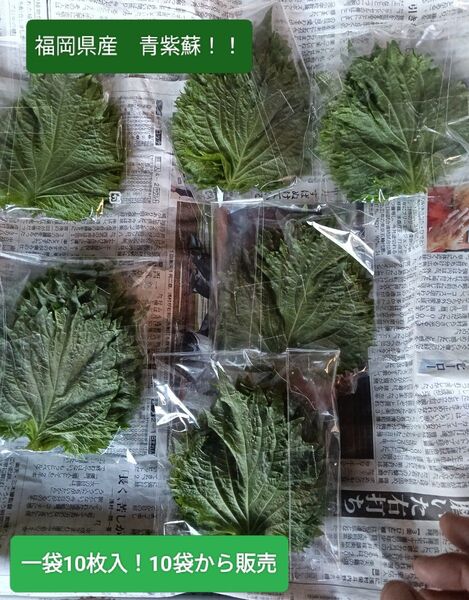 大葉 青紫蘇 100枚 福岡県産 食用青紫蘇