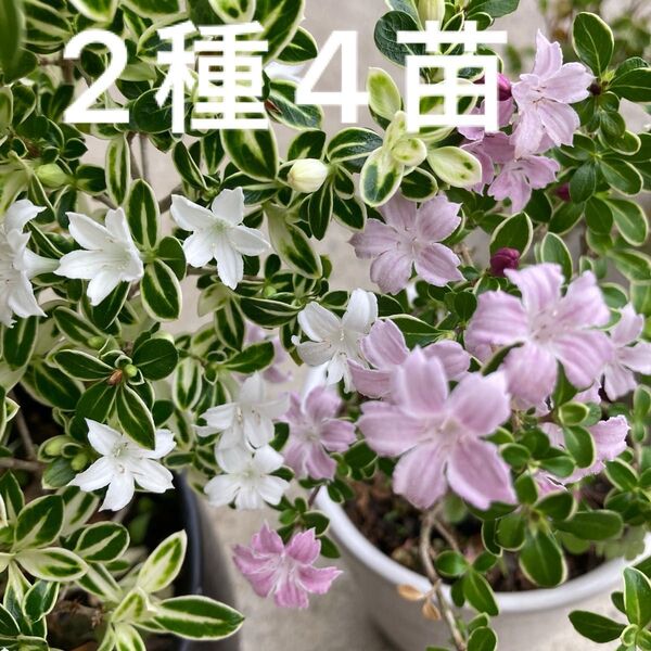 ハクチョウゲ 2種4苗