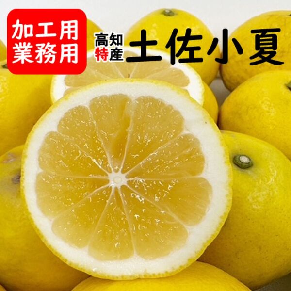 【業務用加工用】高知特産 訳あり土佐小夏 サイズおまかせ 約5kg