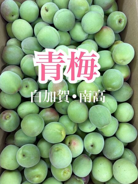 人気のサイズがお買い得 梅干し梅酒梅ジュース作りに 高知県産 青梅 約2㎏