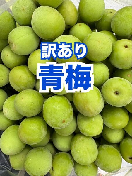 数量限定品☆高知産 訳あり青梅 約3㎏ 手作りの梅干し・梅ジュース・梅ジャム用に