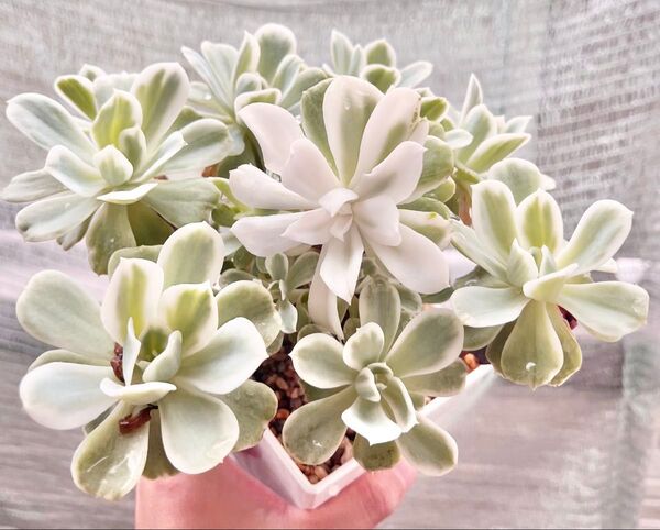 多肉植物 エケベリア レモンローズ錦