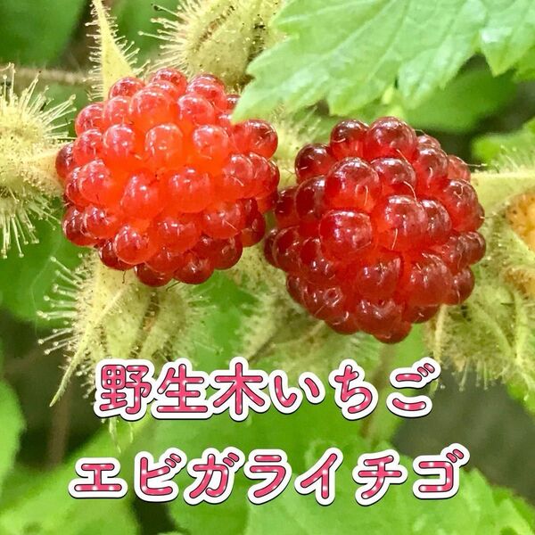 【希少種】エビガライチゴ 海老殻苺 1苗 野生種 ウラジロイチゴ ④