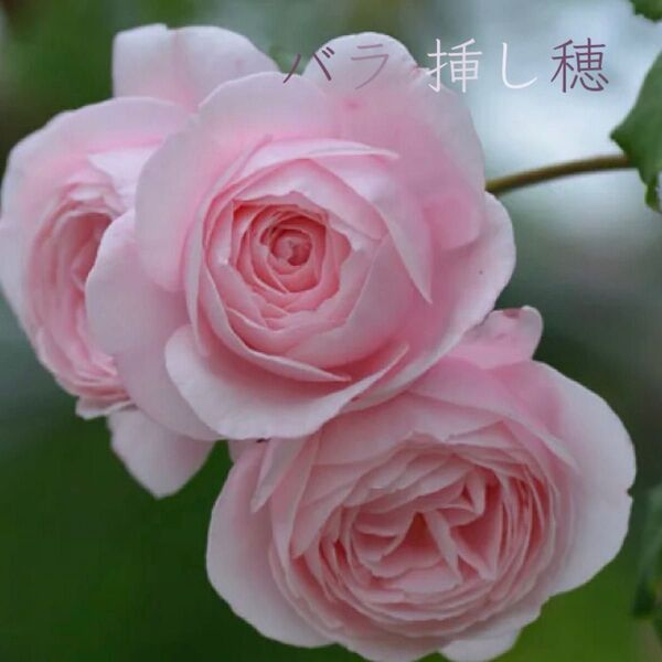 【強香】バラ ナエマ 挿し穂 5本 薔薇 Nahma