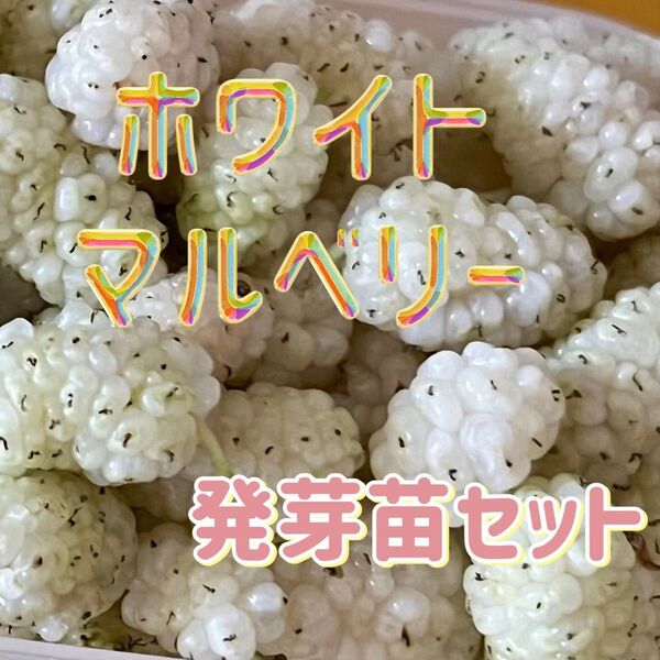 【ホワイトマルベリー】発芽苗 4本セット 白実マルベリー ホワイトベリー ②