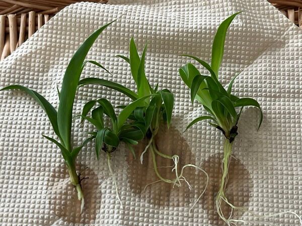 【観葉植物】アオオリヅルラン 子株4つ 斑なし