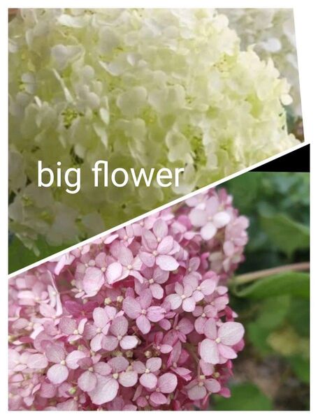 アナベル 2色 インクレディボール&ピンク 紫陽花 挿し穂