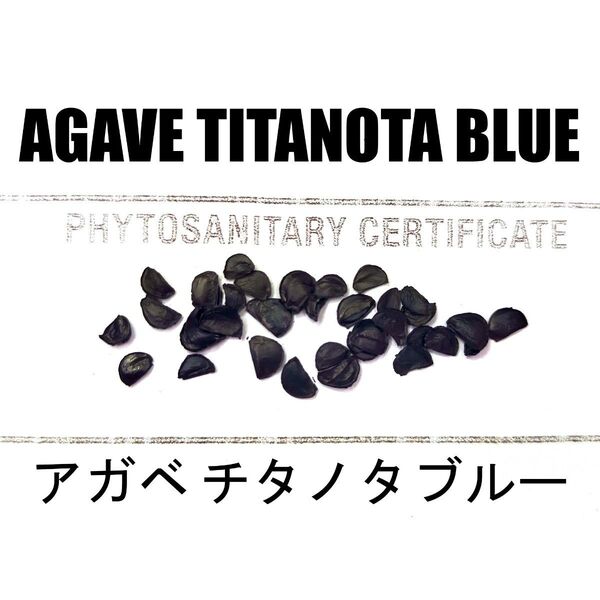 2月入荷 10粒+ アガベ チタノタブルー 種 種子 証明書あり