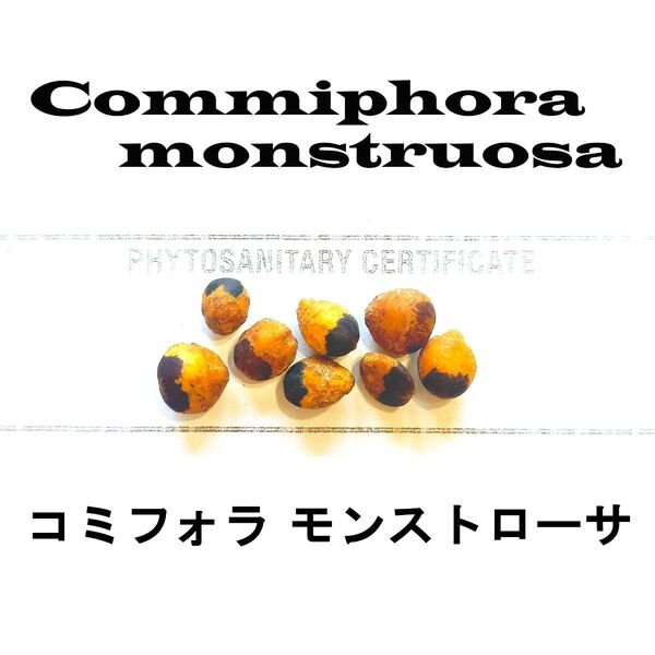 【本物】3月入荷 5粒 コミフォラ モンストローサ 種 種子 証明書あり