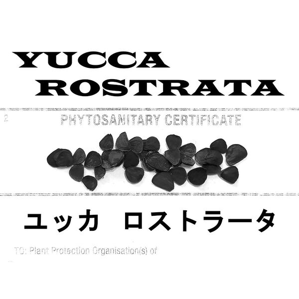 2月入荷 20粒+ ユッカ ロストラータ 種 種子 植物検疫証明書あり