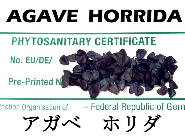 1月入荷 100粒+ アガベ ホリダ HORRIDA 種子 種