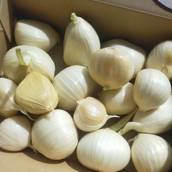 ジャンボニンニク 1kg 新鮮 無農薬 千葉県産