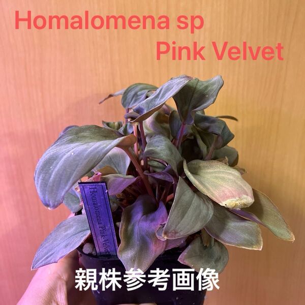 Homalomena sp.PinkVelvet ホマロメナ ピンクベルベット