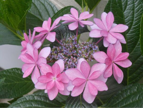 紫陽花 ダンスパーティ さし穂苗(根無し) 自家栽培品 2本