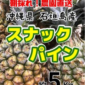 沖縄県石垣島産スナックパイン約5キロ