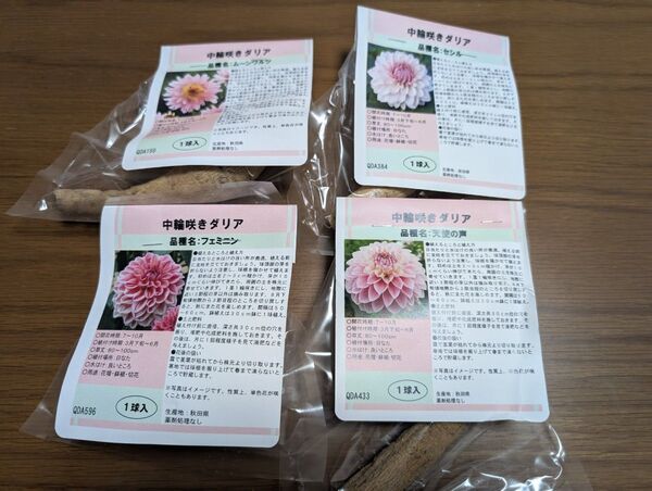 秋田ダリア 球根 ピンク系4品種セット