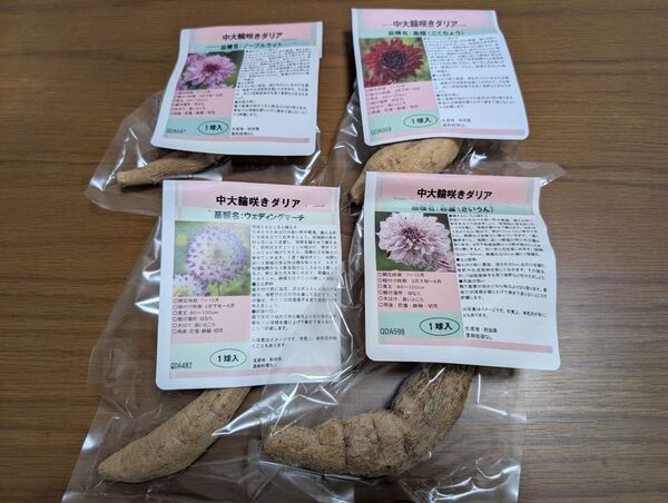 秋田ダリア 球根 4品種セット その5