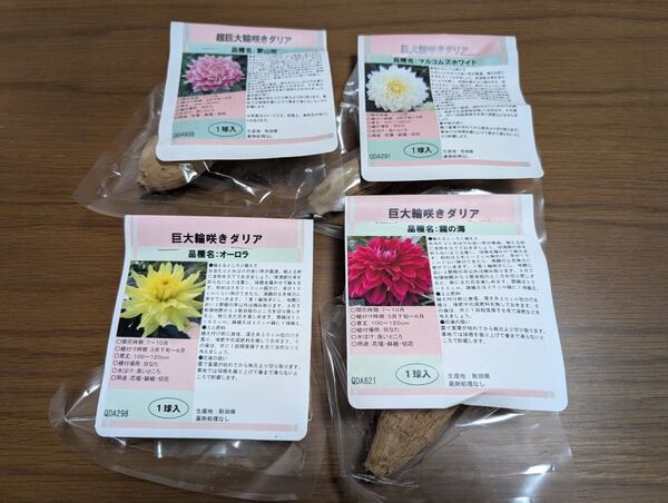 秋田ダリア 球根 超巨大輪〜巨大輪系4品種セット