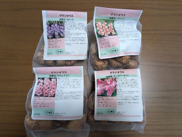 グラジオラス 球根 複色系4品種40球セット