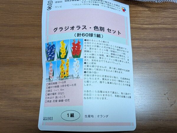 グラジオラス 球根 色別セット 6種60球