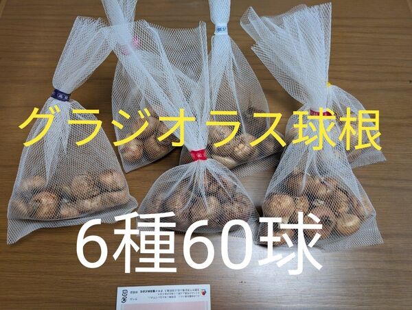グラジオラス球根 品種名付き色別6種60球