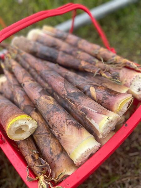 茨城県産 破竹 約5キロ