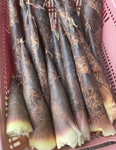 茨城県産 真竹 約9キロ