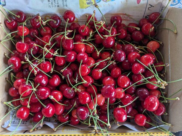 山形県産 さくらんぼ 紅さやか訳あり品約800g