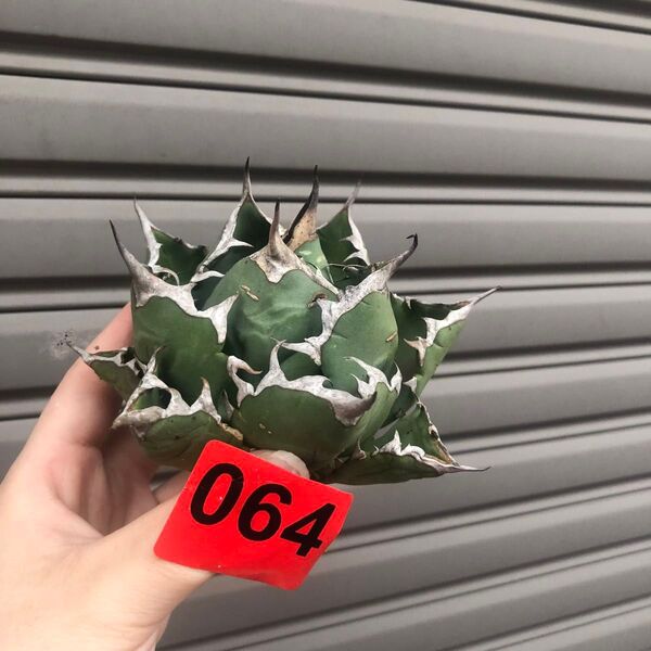 064多肉植物 【特選】アガベ チタノタ姫厳竜強棘