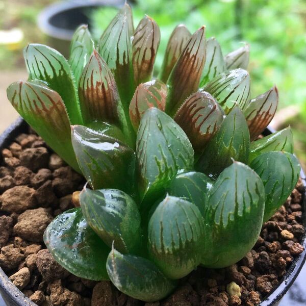 【激安】オブツーサ 黒葡萄 ハオルチア サボテン 良株 美株 人気 多肉植物 観葉植物 高品質