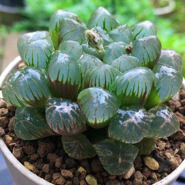 【激安】オブツーサ ハオルチア 粒多め 硬粒 良株 美株 宝石 多肉植物 観葉植物 丈夫 大人気 高品質