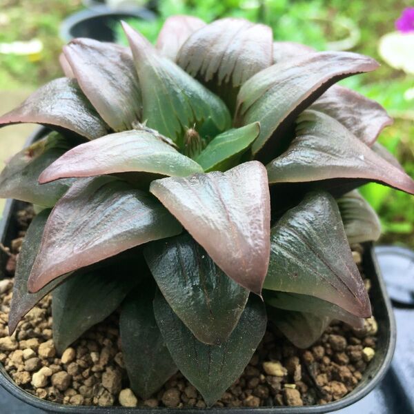【激安】紅紋 ハオルチア 極上品 ピンク 紅葉 肉厚 良株美株 丈夫 人気 多肉植物 観葉植物 高品質