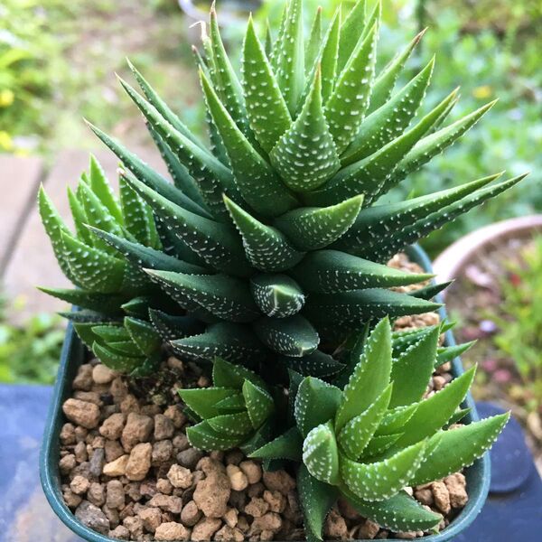 【激安】隼の爪 大株 群生 子株付き ハオルチア 硬葉 多肉植物 観葉植物 丈夫 人気 高品質