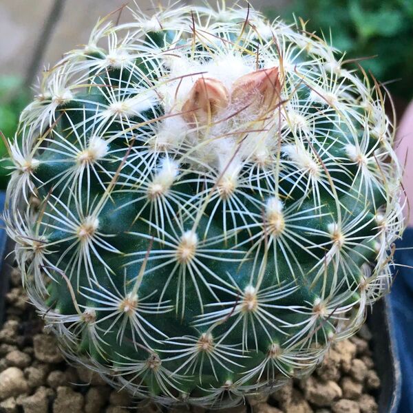 【激安】白鯱 大株 サボテン ギムノカリキウム 良株 美株 多肉植物 人気 高品質 毎年花咲きます