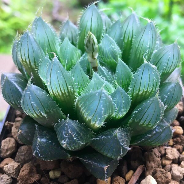 【激安】オブツーサ ハオルチア 極上品 高級 ベヌスタ ボルシー系 良株 美株 多肉植物 観葉植物 人気 高品質